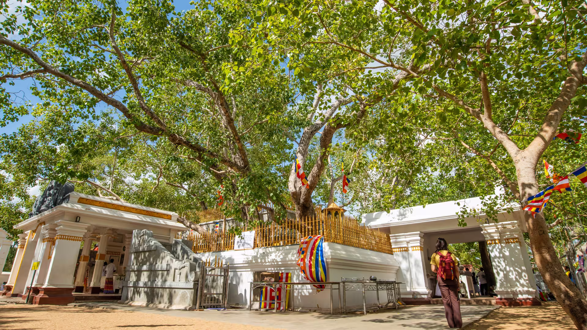 Sri Maha Bodhi - World's Oldest Documented Tree