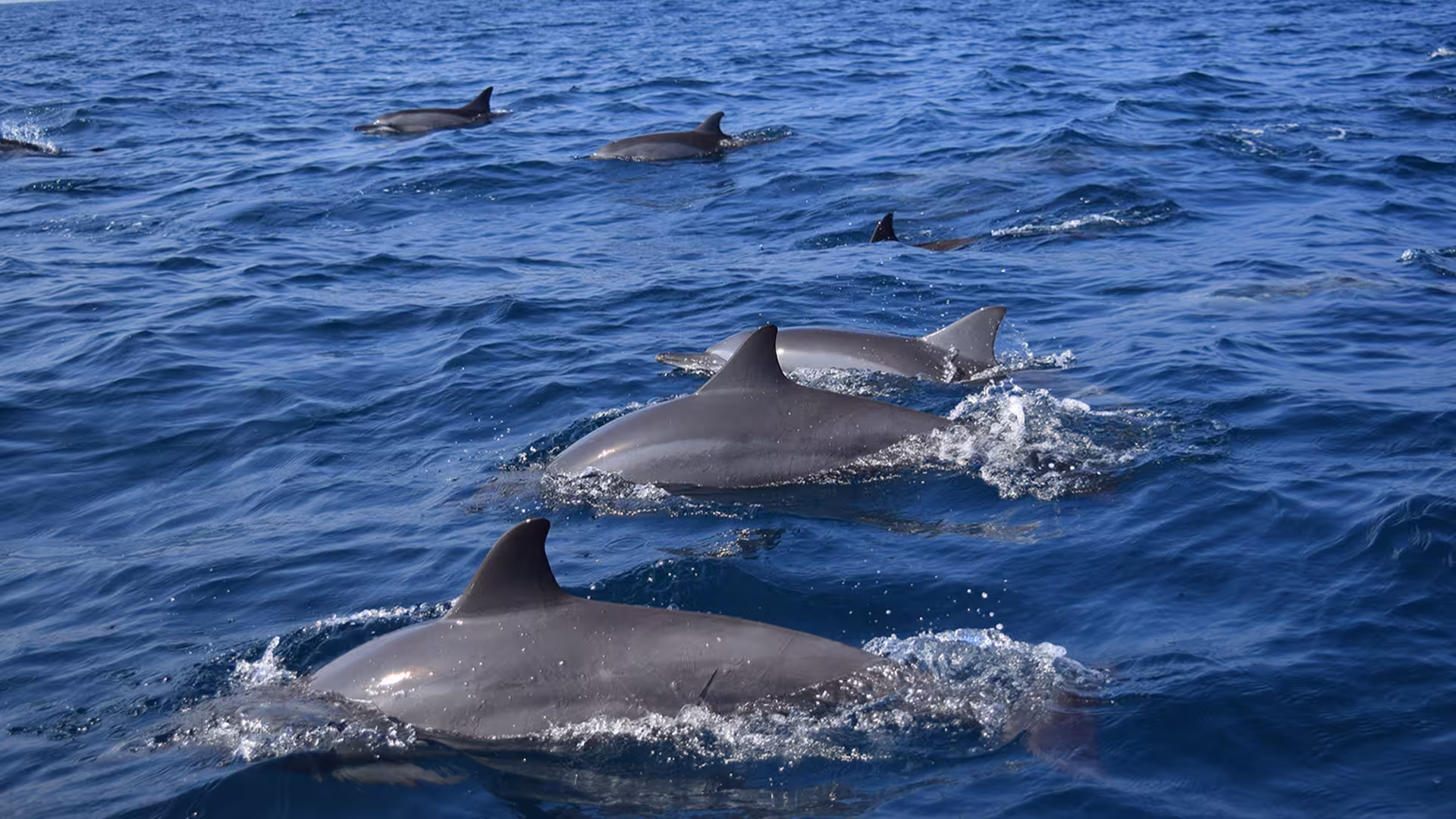 Spinner Dolphin Megapods