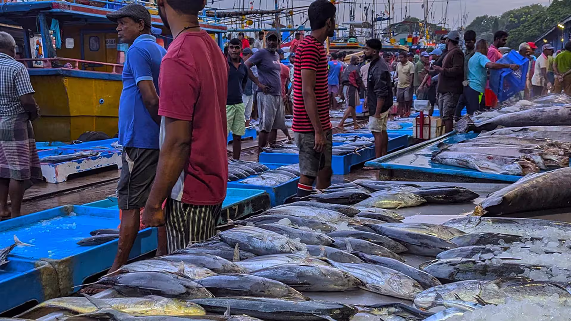 Negombo Fish Market - Lellama