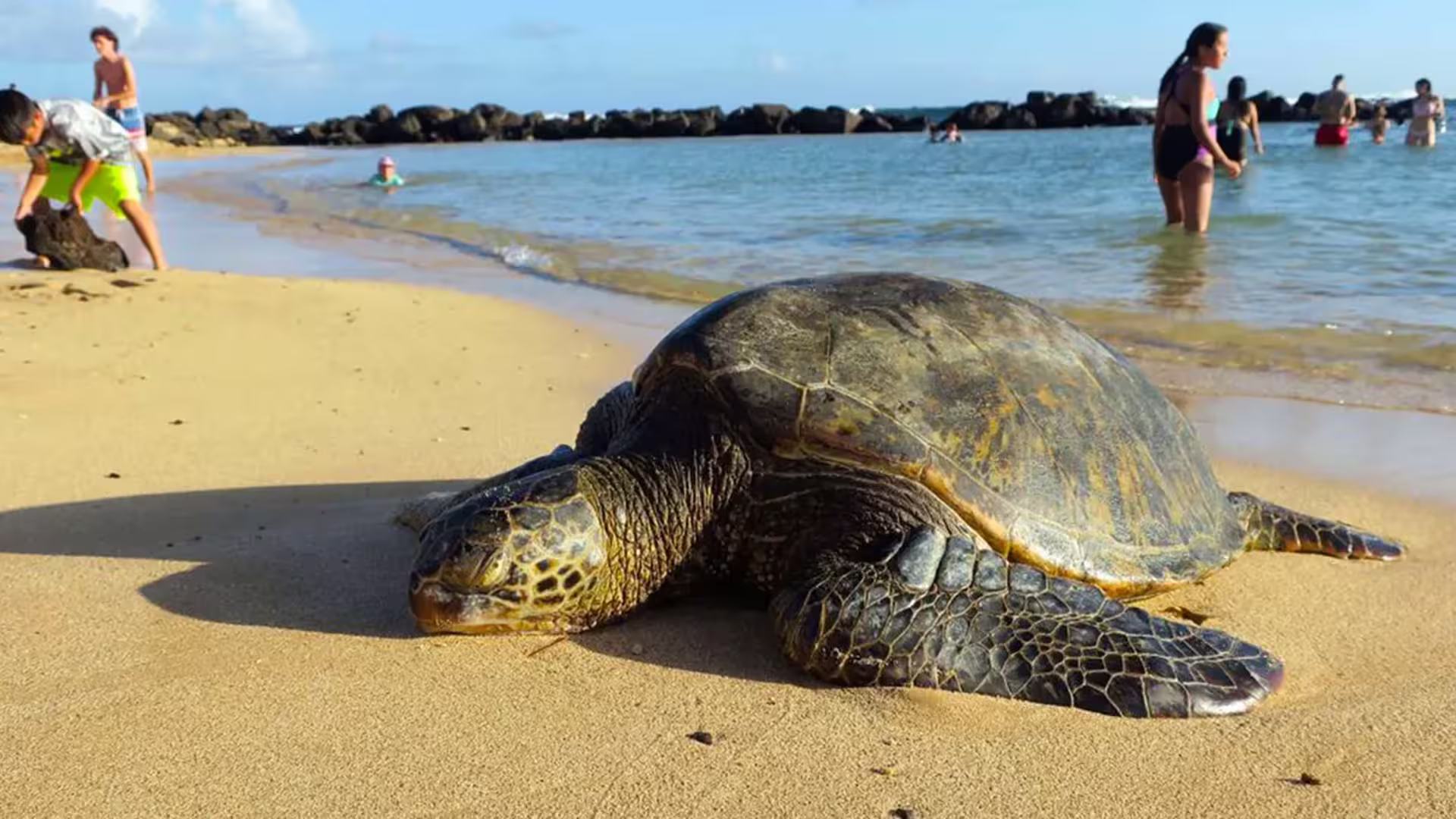 Rekawa Turtle Beach - Conservation Sanctuary